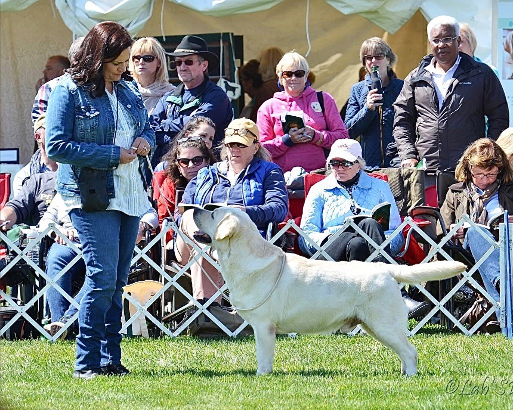 CH. devonshires Huckleberry finn