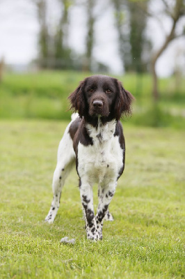 Étalon Petit Epagneul de Münster - Tonka Vom hundegelaut