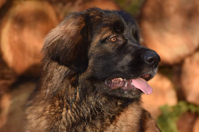 Étalon Leonberger - Mon chien Vd Bunnerbende