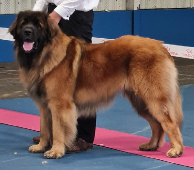 Étalon Leonberger - Tetine de la grange à leos