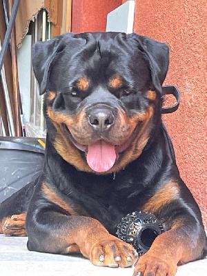 Étalon Rottweiler - Tchussss Vom Weinberges Der Hunde