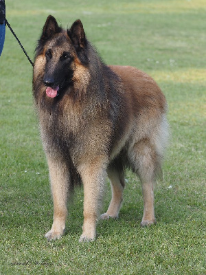 Étalon Berger Belge - Radjah junior du parc d eden du Parc d'Eden