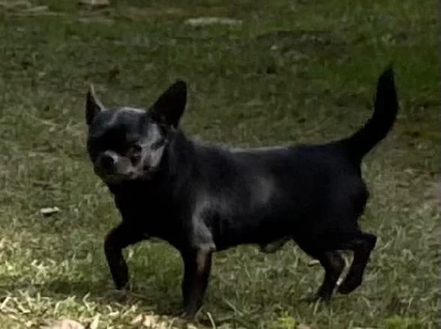 Étalon Chihuahua - Shadow Du Royaume Des Bibou’s