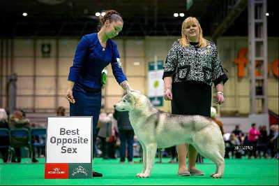 Étalon Siberian Husky - CH. Thank god i'm a country boy Thunderstorm Whisper