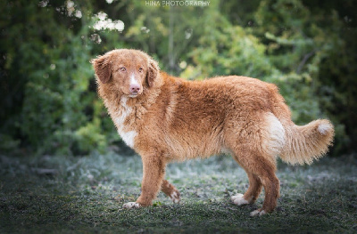 Étalon Retriever de la Nouvelle-Ecosse - Duckinson Understand the game