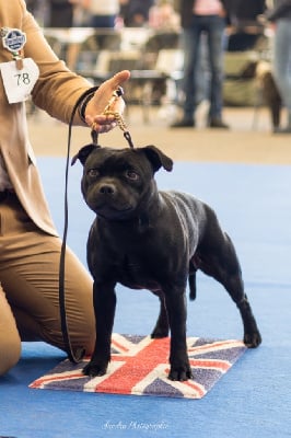 Étalon Staffordshire Bull Terrier - Skillstaff T-bag}