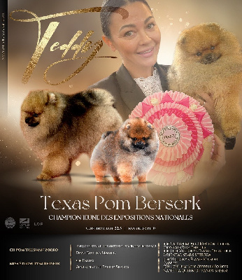 Étalon Spitz allemand - Texas dit teddy pom berserk