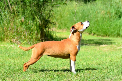 Étalon American Staffordshire Terrier - Terrier's Paradise Terra