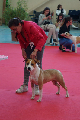 Étalon American Staffordshire Terrier - Us golden ticket De Rockstar Dog