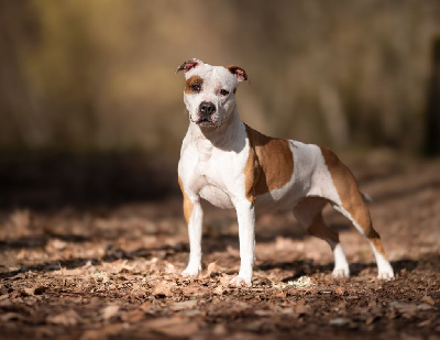 Étalon American Staffordshire Terrier - Shelby Revenge Of The Gladiator's