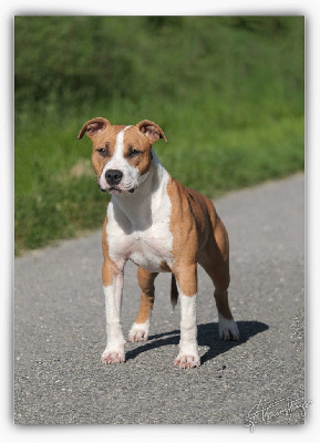 Étalon American Staffordshire Terrier - Ulrika De la Maison d'Este