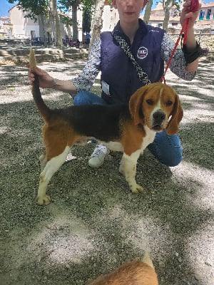 Étalon Beagle - Scout De La Terrible Menée