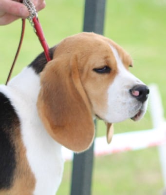 Étalon Beagle - Une-chasseur-du-temps (Sans Affixe)