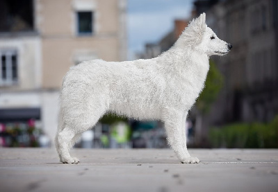 Étalon Berger Blanc Suisse - Wisdom of galina from linde's whites wolves