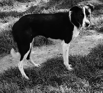 Étalon Border Collie - Truffle twerk yin Des Vives Etoiles D’Argent