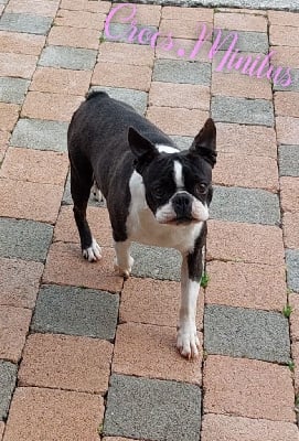 Étalon Boston Terrier - Roule ma poule de Crocs Minilus