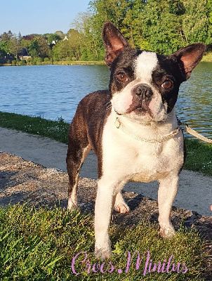 Étalon Boston Terrier - Ti-girl de Crocs Minilus