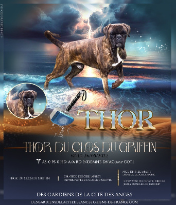 Étalon Boxer - Thor Du Clos Du Griffin