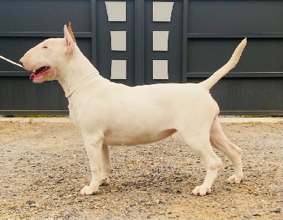 Étalon Bull Terrier - The special one Des Bulls Du Hainaut