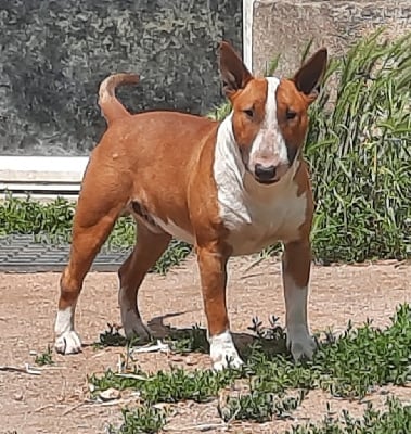 Étalon Bull Terrier - Emotion In Motion This is how we do