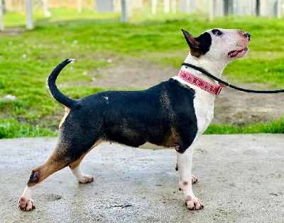 Étalon Bull Terrier - Taymans Des Bulls Du Hainaut