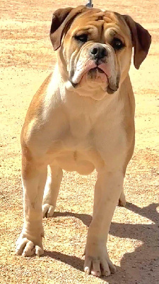 Étalon Bulldog continental - Uxi de celaya