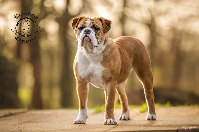 Étalon Bulldog continental - Top model production des chemins du bout du monde