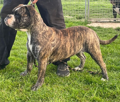 Étalon Bulldog continental - CH. Sex appeal Des Dieux De L'arène