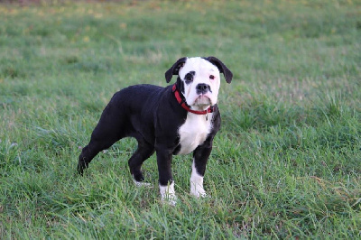 Étalon Bulldog continental - U-porn Des Dieux De L'arène