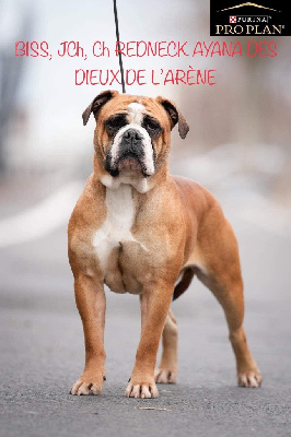 Étalon Bulldog continental - CH. Redneck ayana Des Dieux De L'arène