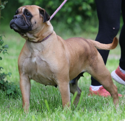 Étalon Bulldog continental - Roséa-bella de la Féerie de l'Hermine