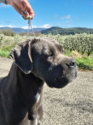 Étalon Cane Corso - Thémis des déesses du temple