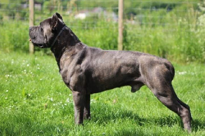 Étalon Cane Corso - Prince eterna passione