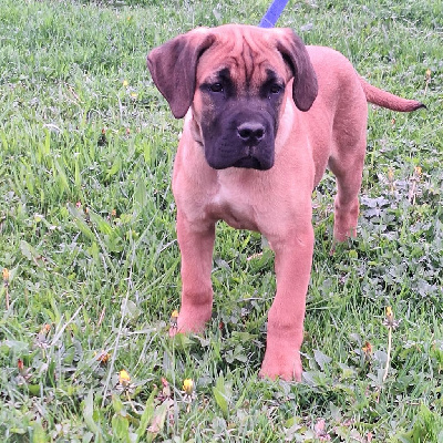 Étalon Cane Corso - Uranium Des Gardiens Du Vaulgrenant