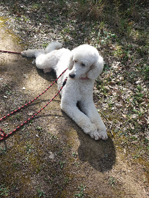 Étalon Caniche - Sexy girl white Des Naïades Du Pays Des Cigalous