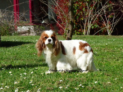 Étalon Cavalier King Charles Spaniel - Tavera de la bergerie d'argent