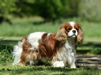 Étalon Cavalier King Charles Spaniel - Punk red aus der pritzhagener heide