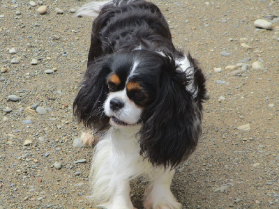 Étalon Cavalier King Charles Spaniel - Pearly des rives d'Alaric