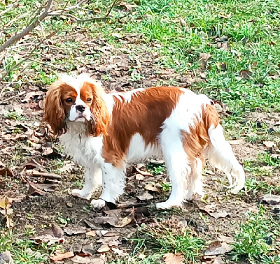 Étalon Cavalier King Charles Spaniel - Treska de la bergerie d argent