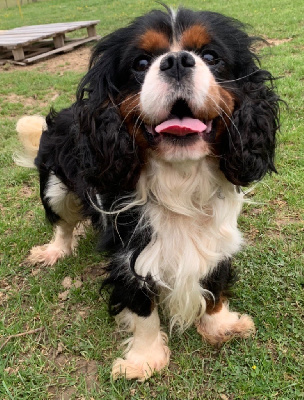 Étalon Cavalier King Charles Spaniel - Roster du moulin de madjurie