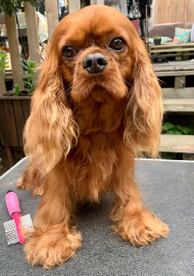 Étalon Cavalier King Charles Spaniel - Tonnerre de la bergerie d'argent