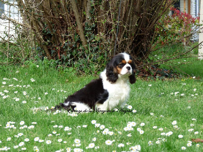 Étalon Cavalier King Charles Spaniel - Tétrice de la bergerie d'argent