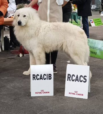 Étalon Chien de Montagne des Pyrenees - Naboo Du Domaine De Ki Gwenn