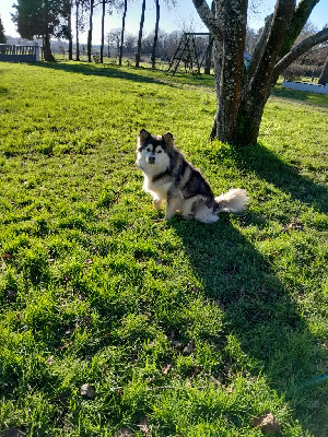 Étalon Chien finnois de Laponie - Sky des jardins de verone