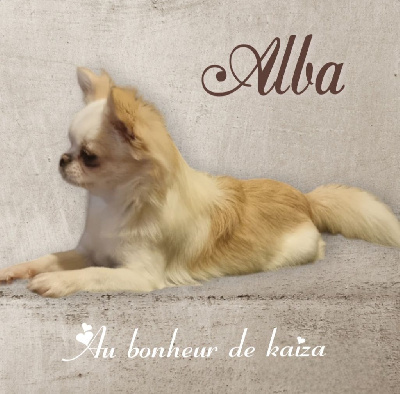 Étalon Chihuahua - Tite alba Diamondskane