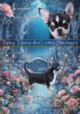 Étalon Chihuahua - Tinny toons Des Lutins Sauvages