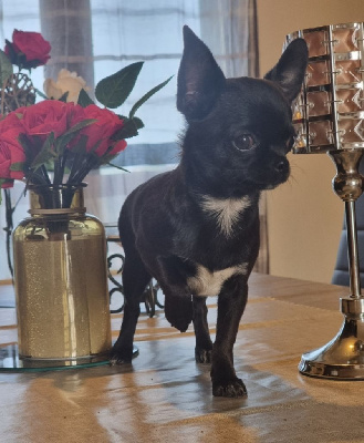 Étalon Chihuahua - Toscane De La Foret Aux Tresors