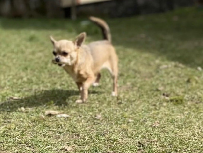 Étalon Chihuahua - Du Royaume Des Bibou’s Oreo de l'étoile de massilia