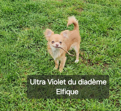 Étalon Chihuahua - Ultra violet dit uv Du Diadème Elfique