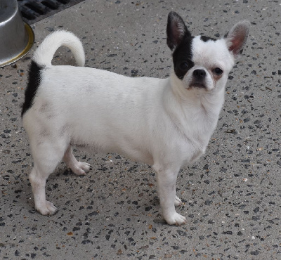 Étalon Chihuahua - Beauty chanel smart family